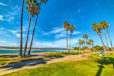 palm trees are lined up along the beach