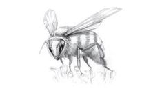 a pencil drawing of a bee sitting on top of a piece of wood with its wings spread