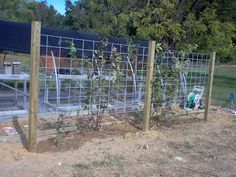 a fence that has some plants growing on it in the middle of a dirt field