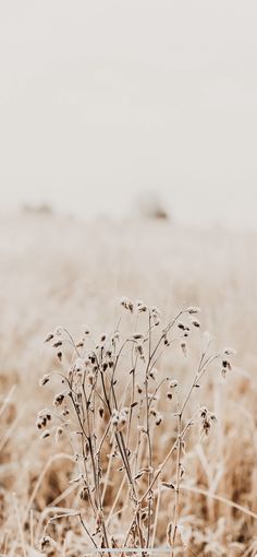 a plant in the middle of a field with no leaves on it and brown grass