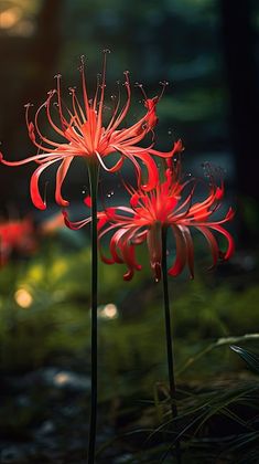 two red flowers in the middle of a forest with sunlight shining on them and green grass