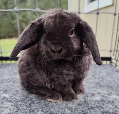 a brown rabbit sitting on top of a gray floor next to a wire fence with trees in the background