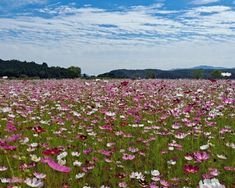 a field full of pink and white flowers under a blue sky