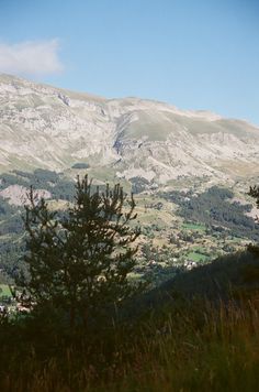 the mountains are covered with snow and trees in the foreground is a grassy field