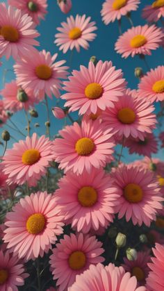 many pink flowers with yellow centers are in the foreground and blue sky behind them