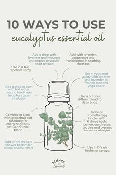 Ways to use eucalyptus essential oil, science of essentials, aromatherapy, how to use eucalyptus Eucalyptus Benefits Essential Oils, Uses For Eucalyptus Essential Oil, How To Smell Like Eucalyptus, How To Use Essential Oils, Eucalyptus Uses, Essential Oil List, Eucalyptus Benefits, Eucalyptus Essential Oil Uses, Eucalyptus Oil Benefits