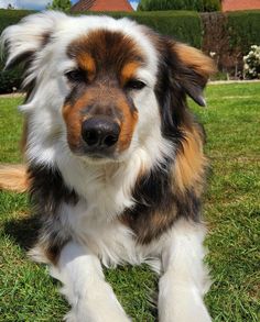 a brown and white dog laying in the grass