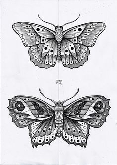 two drawings of moths, one with wings open and the other with an insect's head