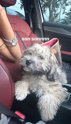 a dog sitting in the back seat of a car next to a woman's hand