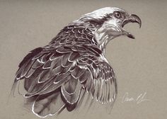 a pencil drawing of an eagle sitting on top of a table