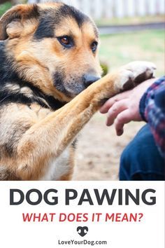 a dog pawing someone's hand with the words dog pawing what does it mean?