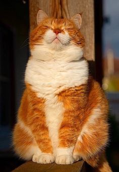 an orange and white cat sitting on top of a wooden post