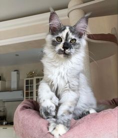 a grey and white cat sitting on top of a pink pillow