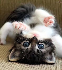 a black and white cat laying on its back with it's eyes wide open