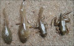 three small lizards sitting on the ground next to each other