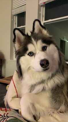 a husky dog sitting on top of a bed next to a wooden table and chair