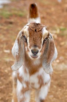 a brown and white goat standing on top of a dirt field