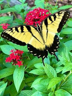 a yellow and black butterfly on some red flowers