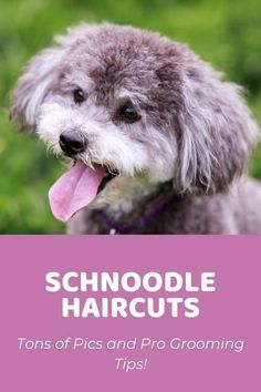 a dog with its tongue out and the words schnoodle haircuts on it