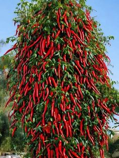 a large red plant with lots of green leaves growing on it's sides and bottom