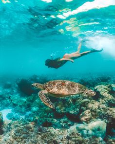 a woman swimming in the ocean next to a turtle