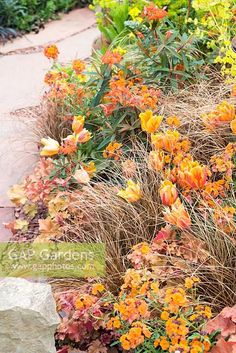 an assortment of colorful flowers and plants in a garden