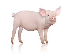 a small pig standing up against a white background