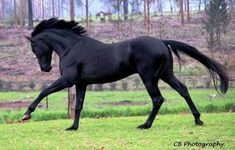 a black horse is galloping in the grass