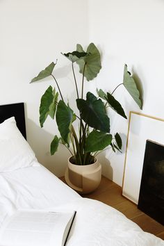 a potted plant sitting on top of a bed next to an open book and framed photograph