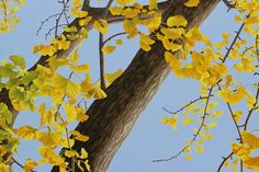 a painting of yellow leaves on a tree branch with blue sky in the back ground