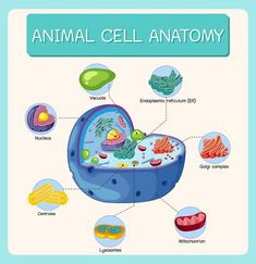 an animal cell diagram with all the parts labeled in it and its corresponding food sources