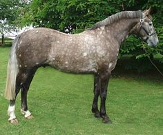 a brown and white horse standing on top of a lush green field next to trees