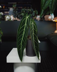 two large green leaves on top of a black potted plant in front of a couch