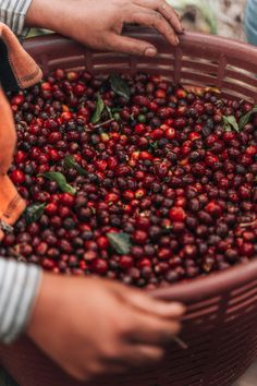 someone holding a basket full of cherries in their hands