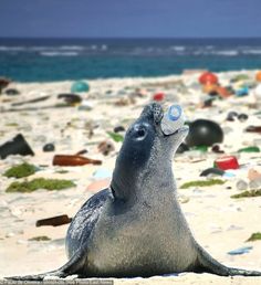 a sea lion is sitting on the beach and looking up at something in its mouth