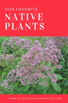 purple flowers with the words our favorite native plants in red and white overlays