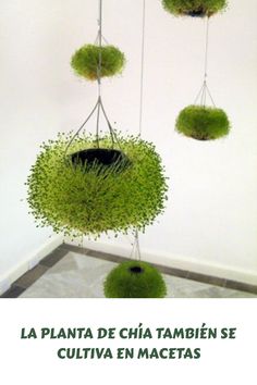 Chia brotar em vasos pendurados - Pflanzenfreude.de String Garden, Plants Hanging, Hanging Flower Pots, Hanging Succulents, Hanging Flower, Succulent Terrarium, Hanging Garden, Hanging Pots