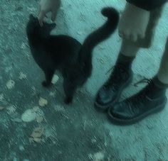 a person standing next to a black cat on top of a cement ground with leaves