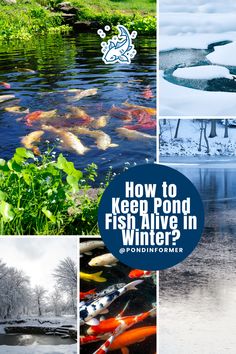 Article about keeping pond fish alive during winter, covering essential methods for maintaining a healthy pond environment.

Winter pond fish care, Pond fish survival tips, Winter pond maintenance, Pond heating methods