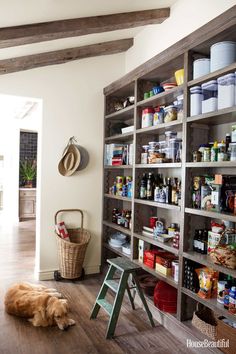 a dog laying on the floor in front of a book shelf filled with bottles and cans