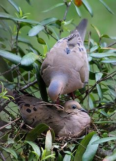 two birds sitting on top of each other in a tree