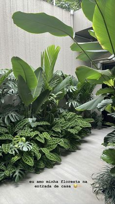 an indoor garden with lots of green plants