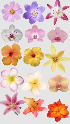 an assortment of different colored flowers on a white background