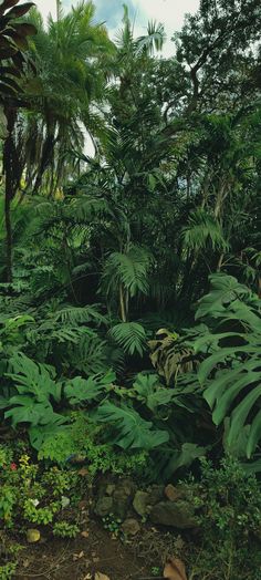 the jungle is full of green plants and trees