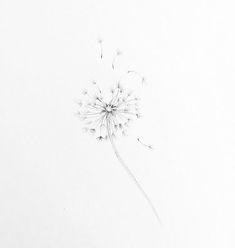 a drawing of a dandelion blowing in the wind on a white paper background