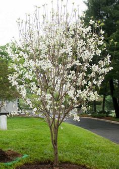 a small tree with white flowers in the middle of a yard next to a road