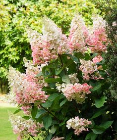 pink and white flowers are blooming on the bush in front of some trees with green leaves