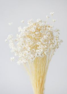 a bunch of white flowers sitting in a vase