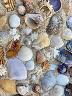 many different shells are laying on the sand