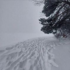 tracks in the snow between two trees